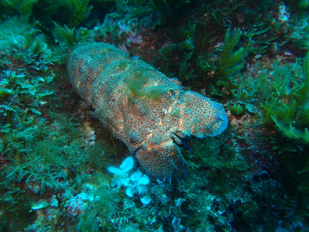 Blue Hole, Dwejra