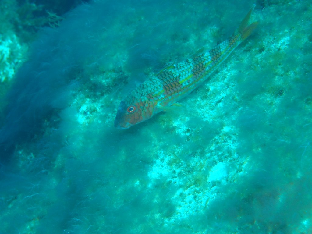 Blue Hole, Dwejra