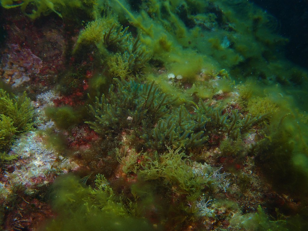 Blue Hole, Dwejra