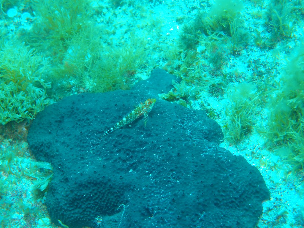 Blue Hole, Dwejra