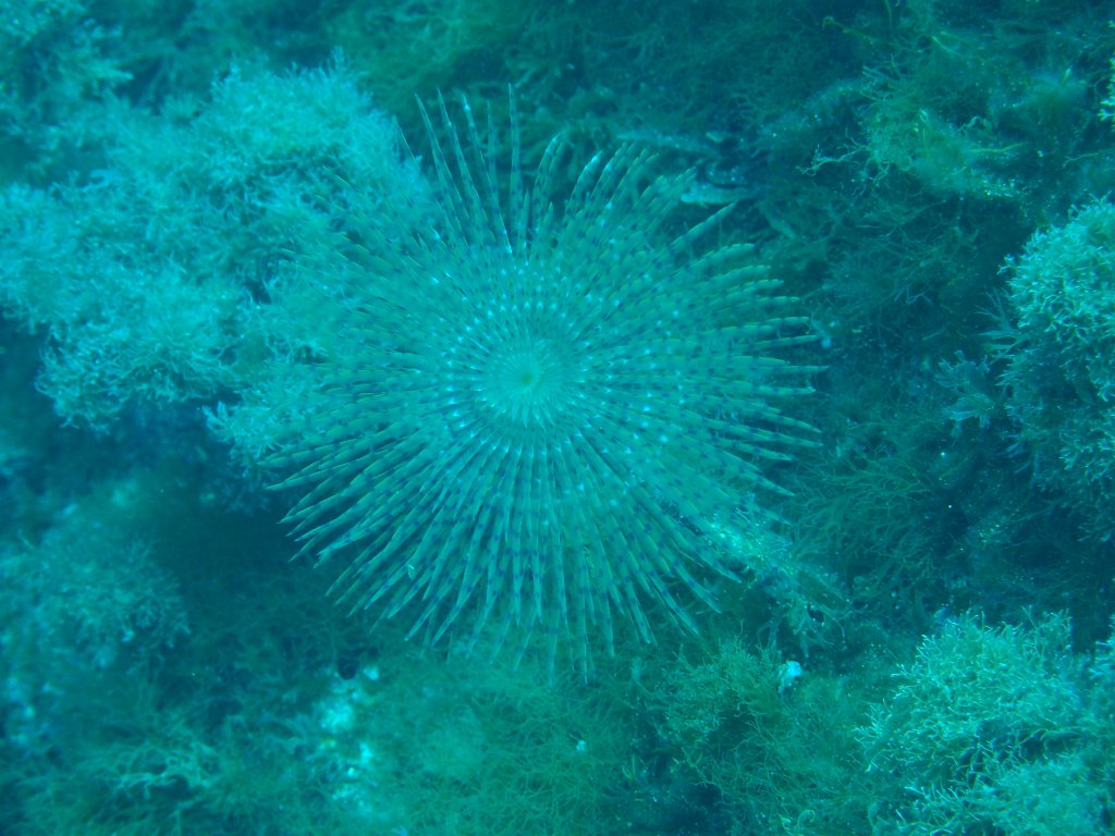 Blue Hole, Dwejra