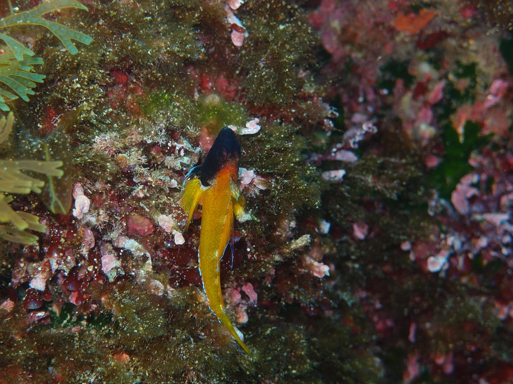 Blue Hole, Dwejra