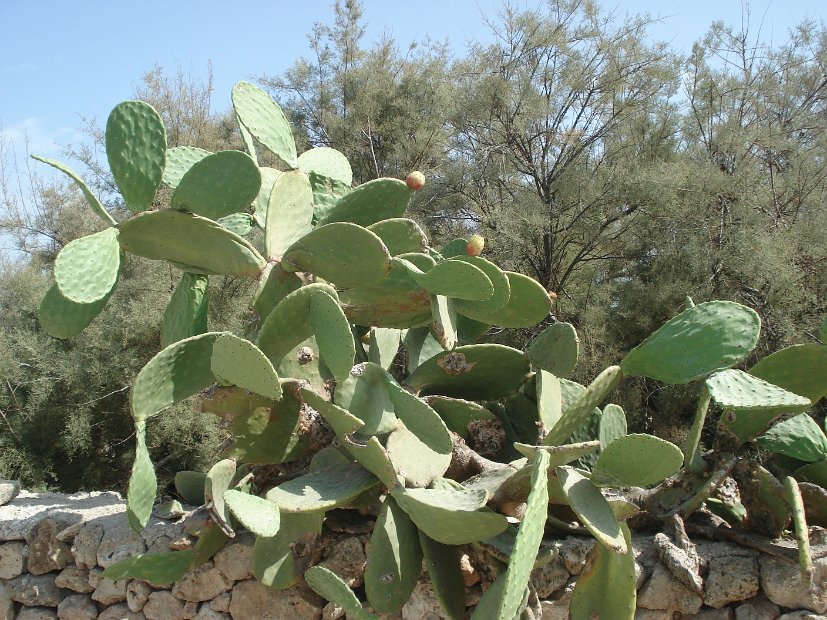 Prickly pears