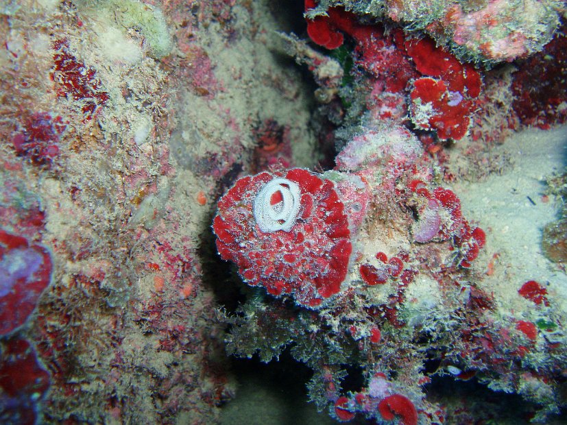 Nudi eggs