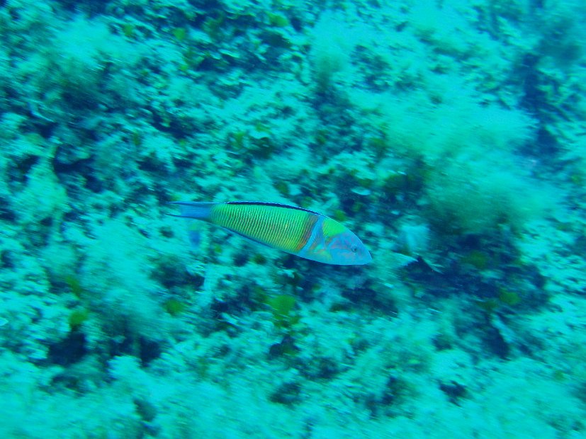 Turkish wrasse