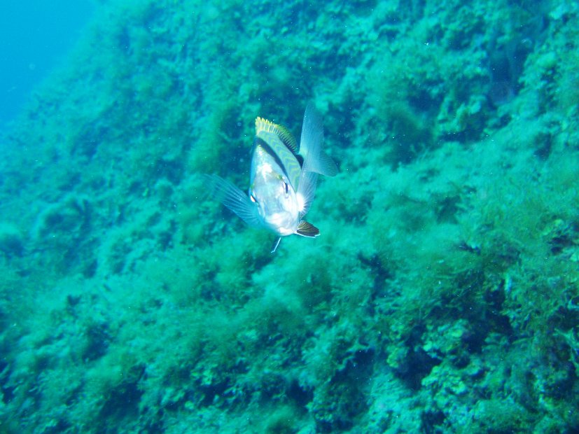 Two-banded bream