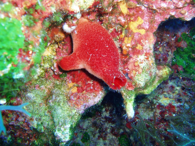 Sea potato