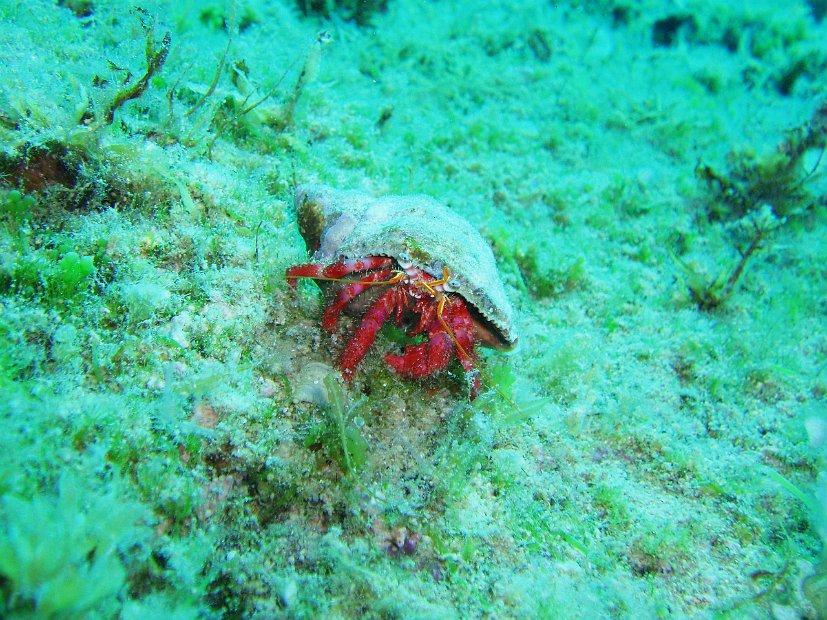 Red hermit crab
