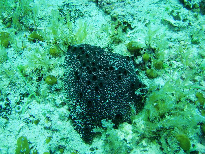 Black sponge
