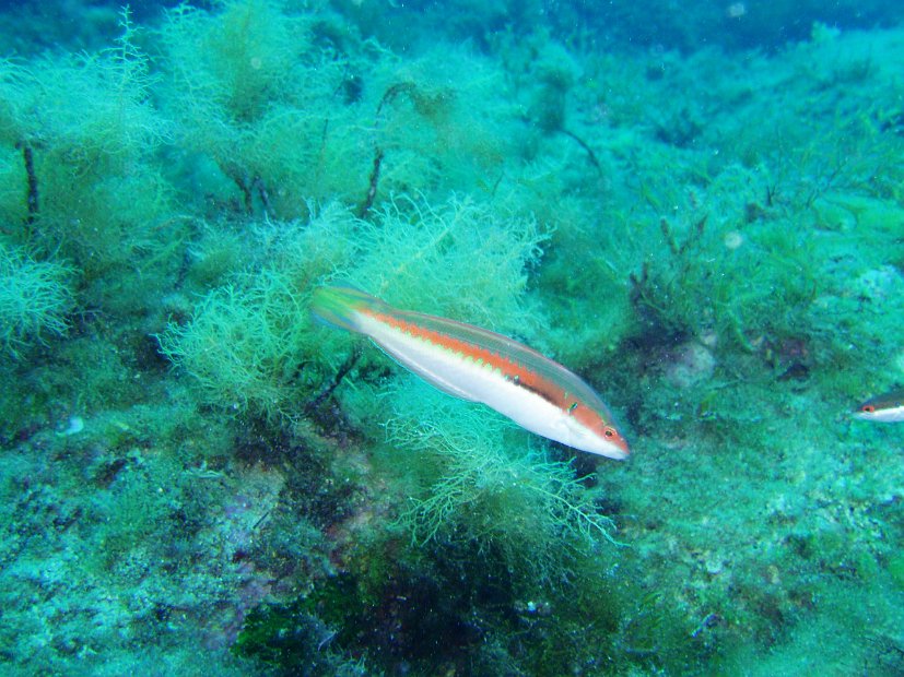 Rainbow wrasse 1