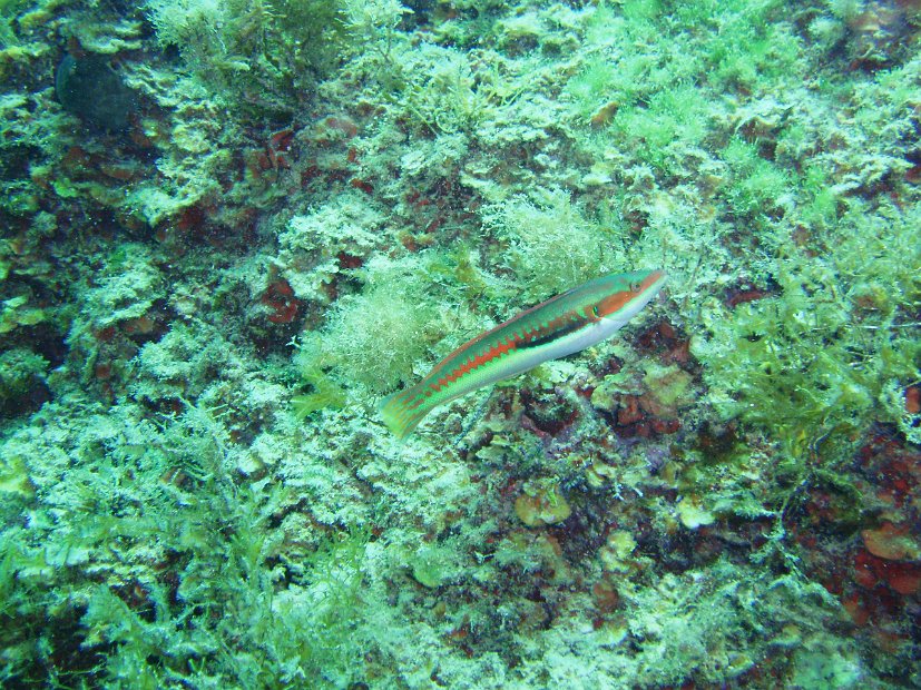 Rainbow wrasse 2