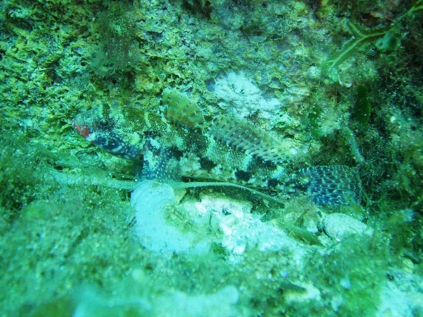 Red-lipped goby