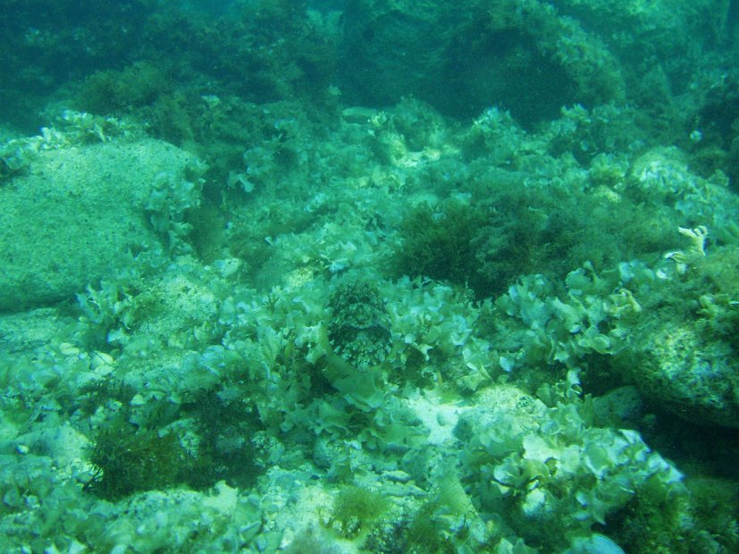 Spot the cuttlefish