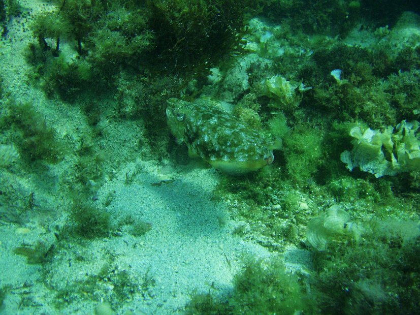 Cuttlefish