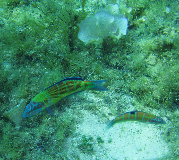 Blue!