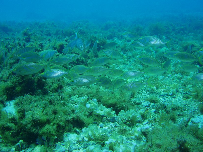Cow bream