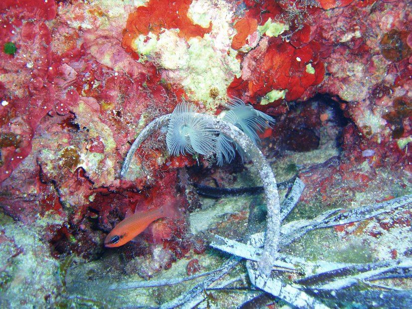 Cardinalfish and peacock worm
