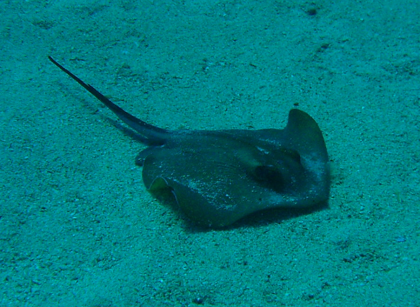 Stingray 1