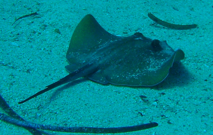Stingray 2