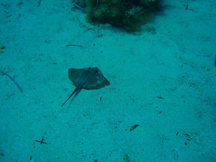 Stingray 3