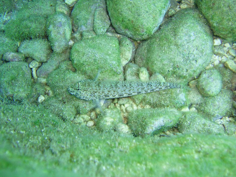 Goby