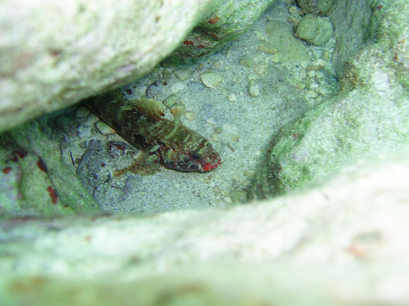 Red-lipped goby