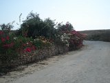 DSC01179.JPG
