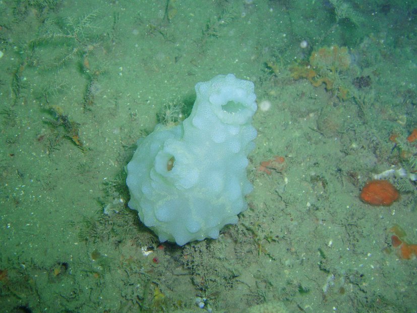 Well-named sea-squirt