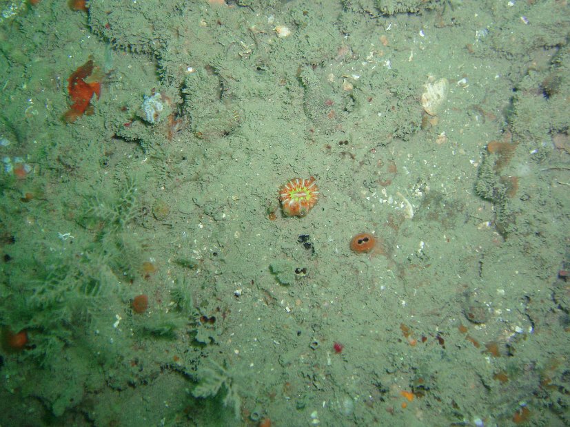 Coral in the silt...