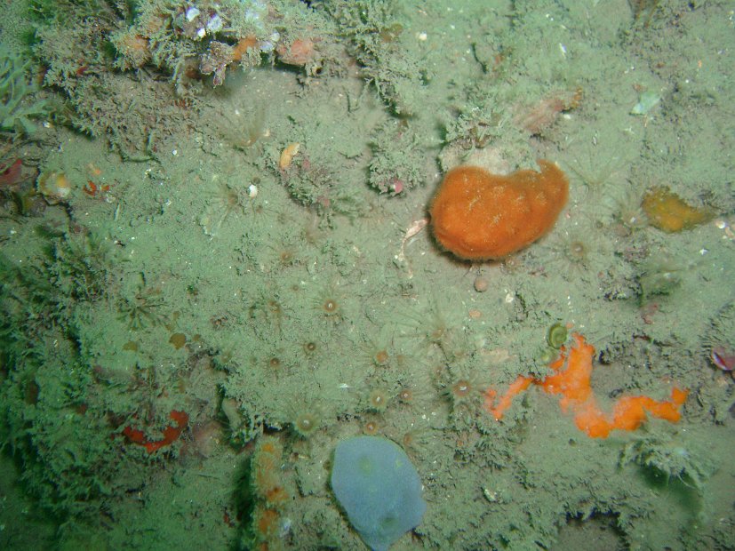 Unobtrusive anemones