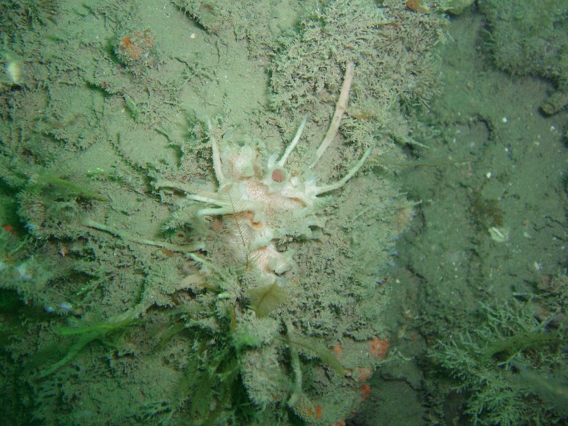 Wrong-colour sponge?