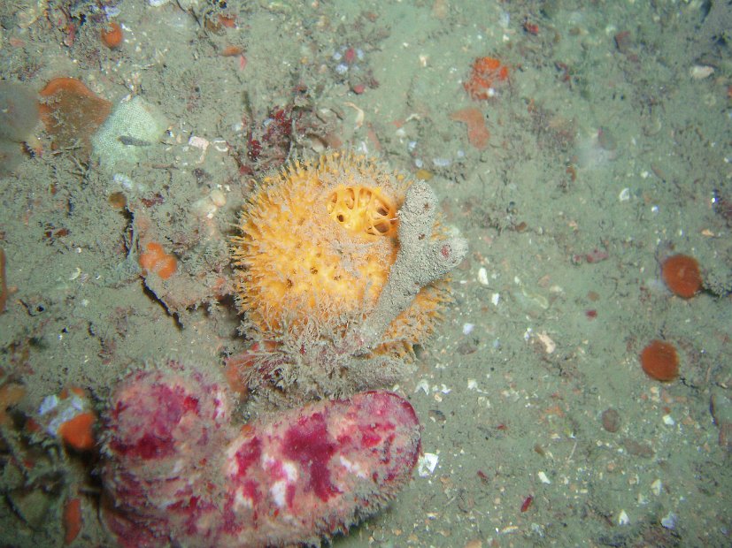 Sponge and coral colours