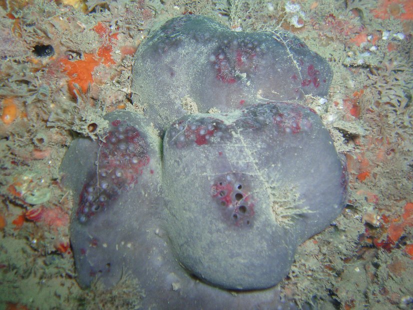 Elephant hide sponge