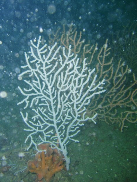 Beautiful sea fans