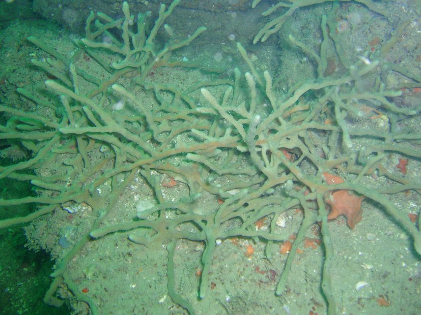 Another new sponge