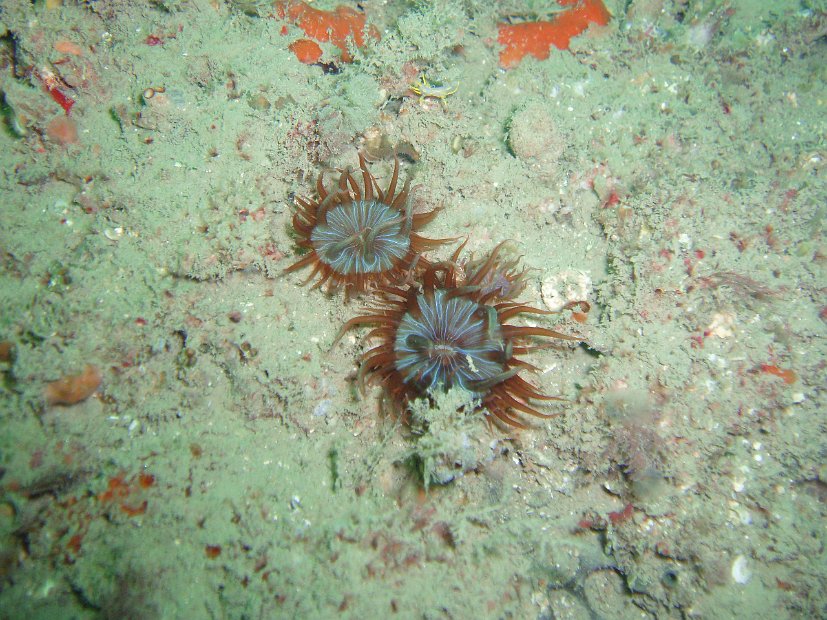 Gorgeous anemones