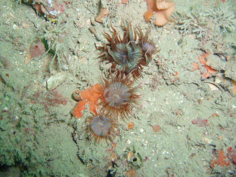 Gorgeous anemones