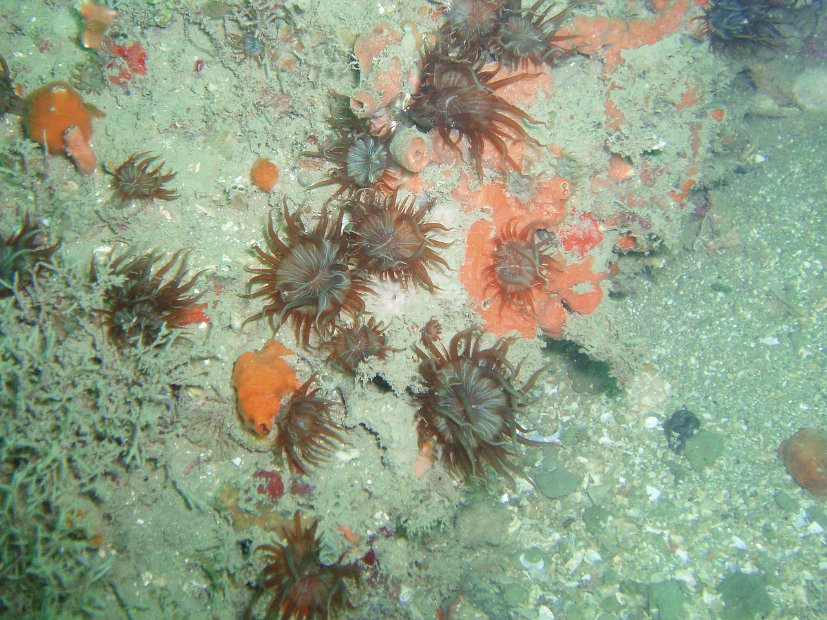 Gorgeous anemones
