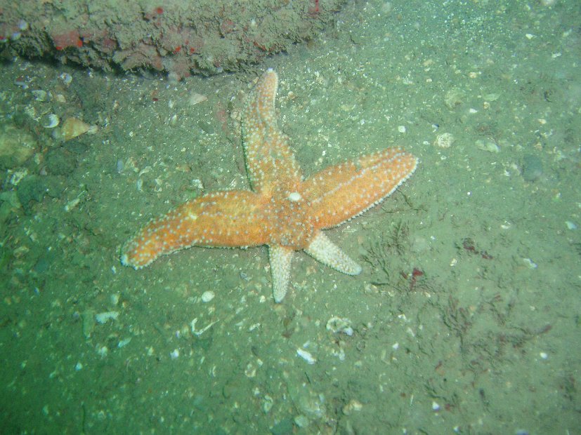 Starfish in the wars