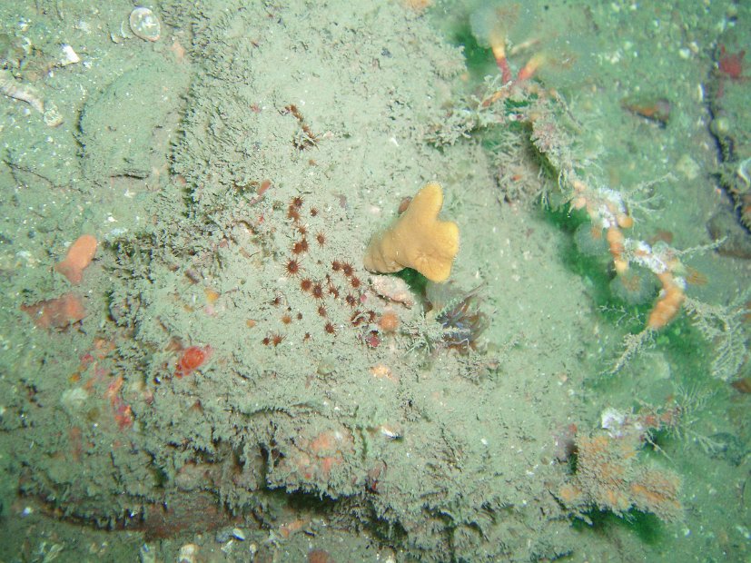 More unobtrusive anemones...