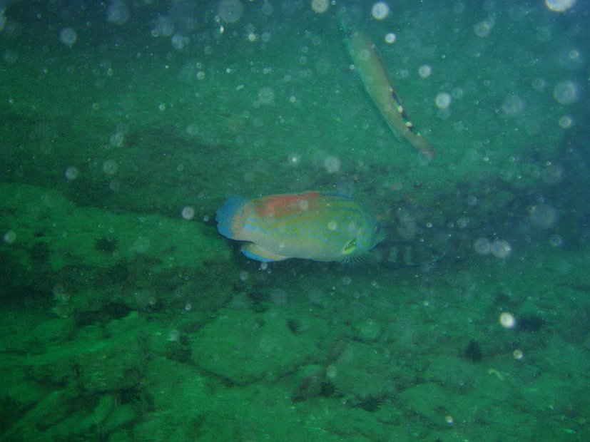 Fish!
