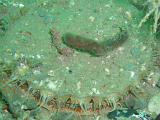 PA025593-cropped.png