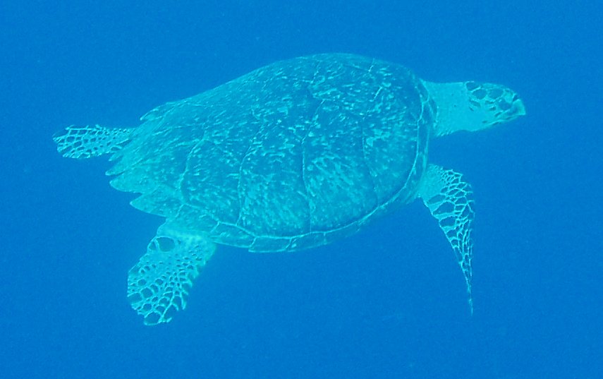 Turtle!
