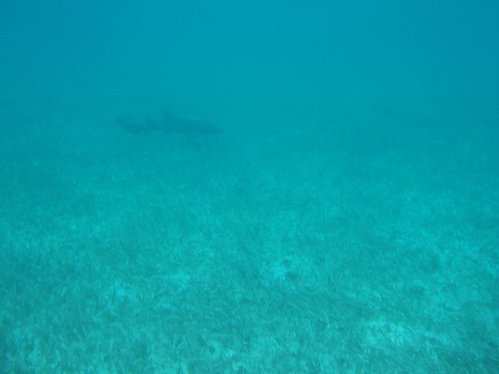 Shark Ray Alley