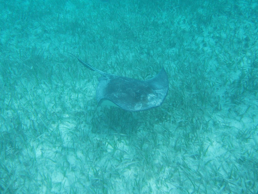 Shark Ray Alley