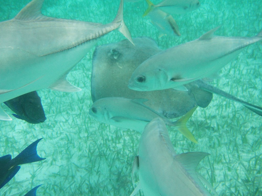 Shark Ray Alley