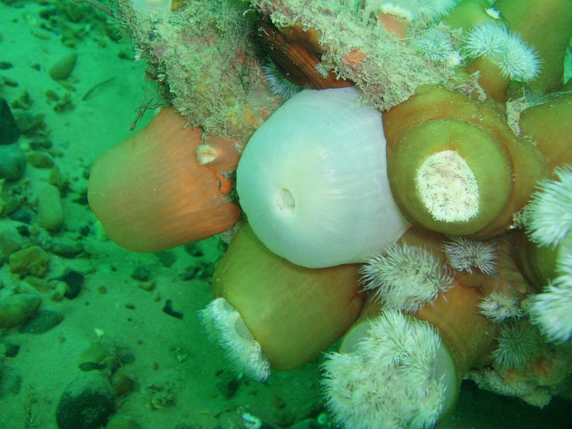 Plumose colour palette