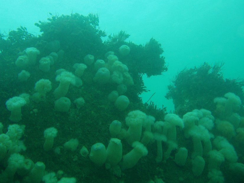Well-covered wreckage