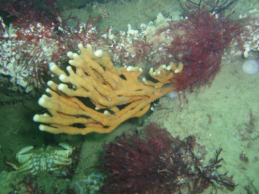 Spongey loveliness