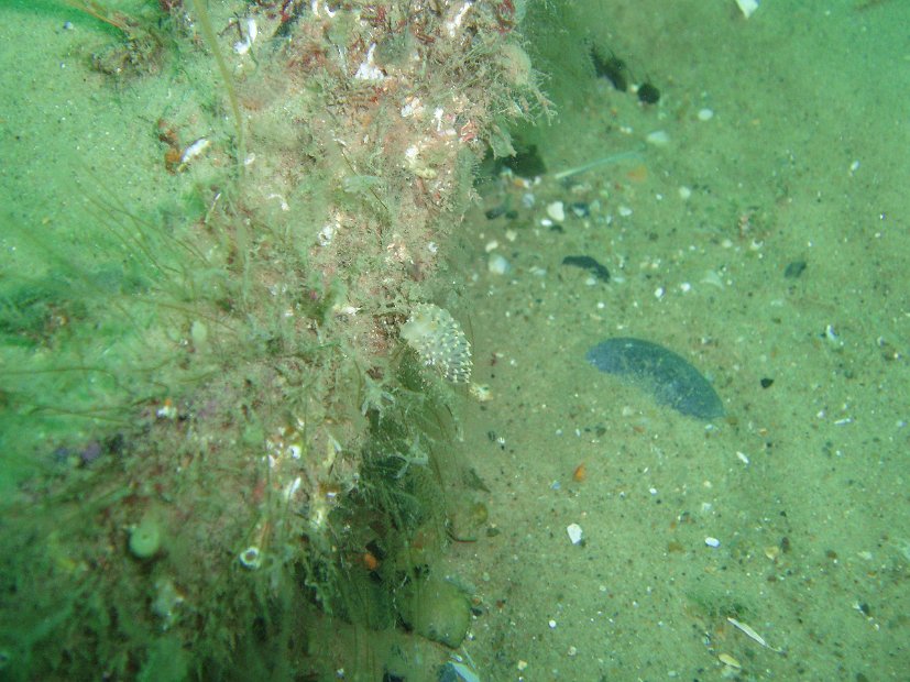 Nudi 1
